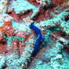 Picture taken during the dive