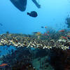 Picture taken during the dive