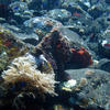 Picture taken during the dive