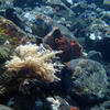 Picture taken during the dive