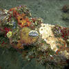 Picture taken during the dive