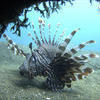 Picture taken during the dive