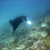 Picture taken during the dive