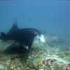 Picture taken during the dive