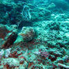 Picture taken during the dive