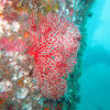 Picture taken during the dive