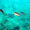 Picture taken during the dive