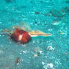 Picture taken during the dive