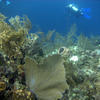 Picture taken during the dive
