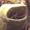 Picture taken during the dive