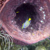 Picture taken during the dive