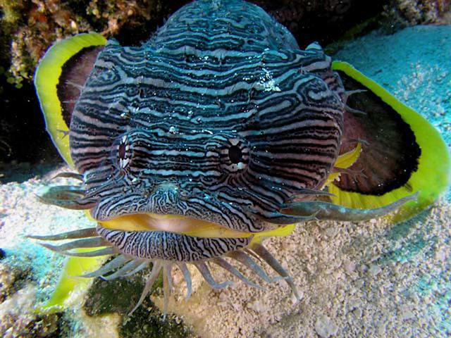 Blue Angel Resort - Dive Center in Mexico