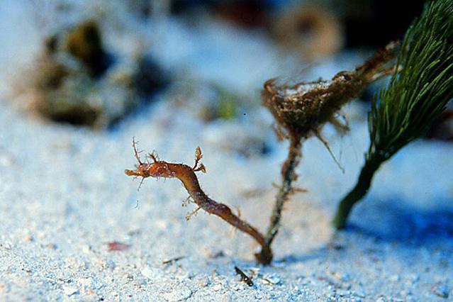 Blue Angel Resort - Dive Center in Mexico