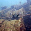 Picture taken during the dive