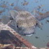 Picture taken during the dive