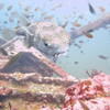 Picture taken during the dive
