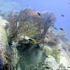 Picture taken during the dive