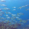 Picture taken during the dive