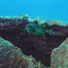 Picture taken during the dive