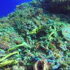 Picture taken during the dive