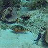 Picture taken during the dive