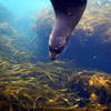 Picture taken during the dive