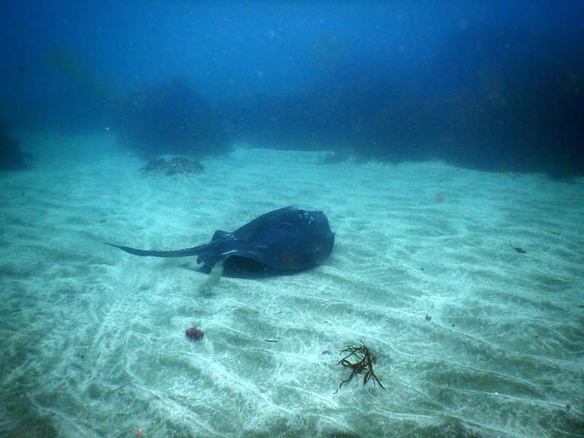 Eaglehawk Dive Centre - Dive Center in Australia