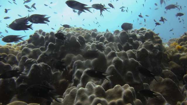 Montalay Beach Resort - Dive Center