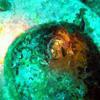 Picture taken during the dive