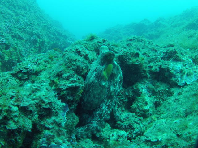 Punta Mesco Diving - Dive Center in Italy