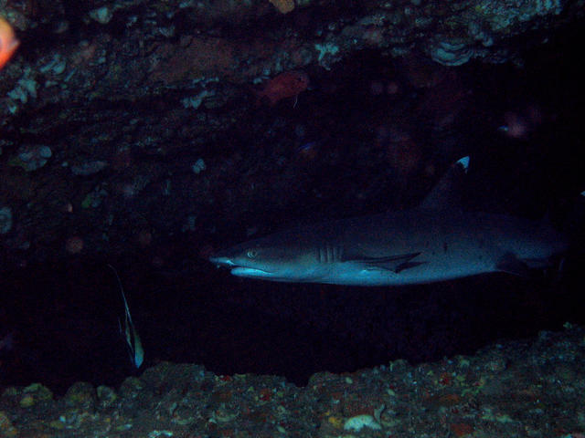 AquaMarine Diving-Bali - Dive Center in Indonésie