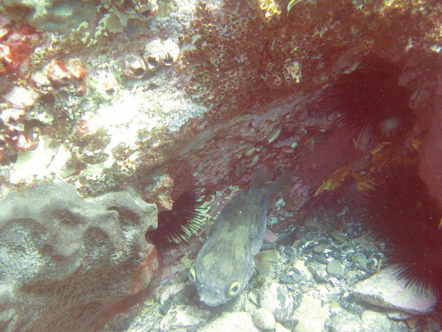 Pure Scuba - Dive Center in Australia
