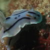 Picture taken during the dive