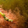 Picture taken during the dive
