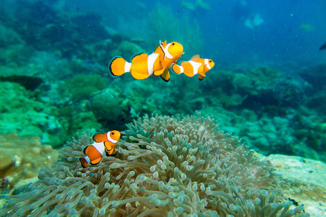 Flora Bay Divers - Dive Center in Malaysia