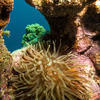 Picture taken during the dive