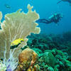 Picture taken during the dive