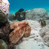 Picture taken during the dive