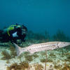 Picture taken during the dive