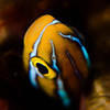 Picture taken during the dive