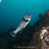 Picture taken during the dive