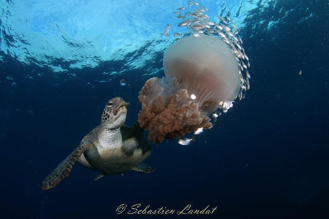 Diving in Gold Coast, Australia - By Sebdive