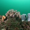 Picture taken during the dive