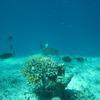 Picture taken during the dive