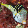 Picture taken during the dive