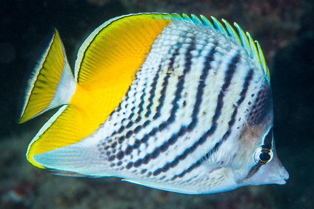 Tahiti Iti Diving - Dive Center