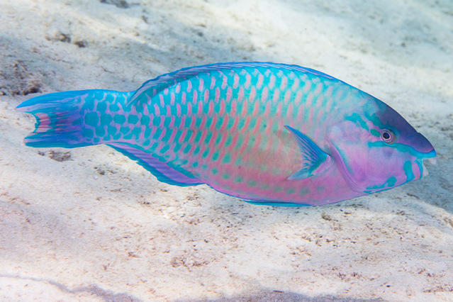 Eleuthera Plongee Tahiti - Dive Center in French Polynesia