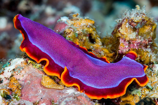 Diving in Manocmanoc, Philippines - By Zsispeo