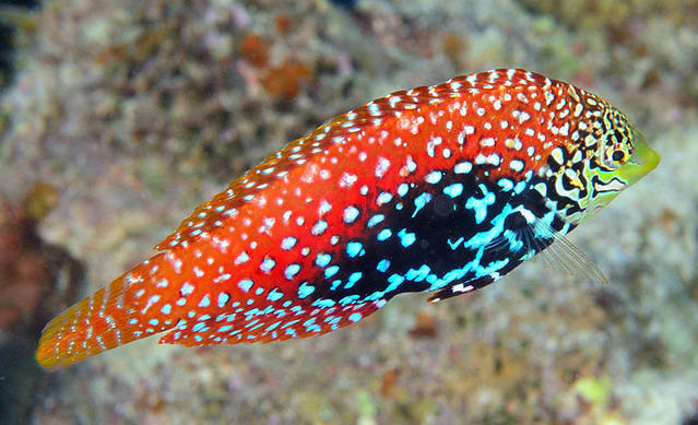 Frederic Lombard-Tdh Plongee - Dive Center