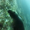 Picture taken during the dive
